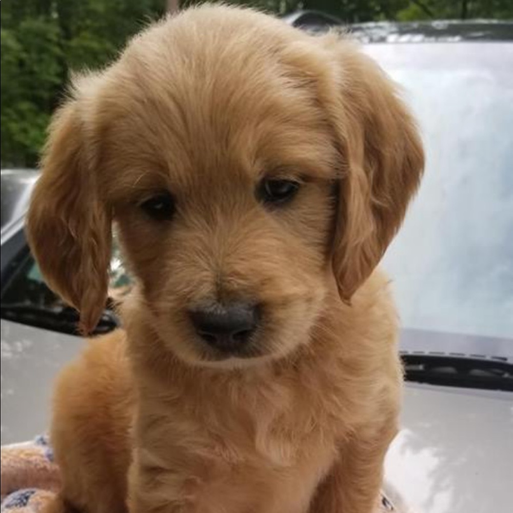 Meet your Posher, Ava